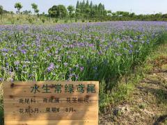 水生常鳶尾